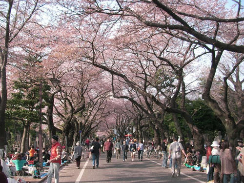 谷中霊園