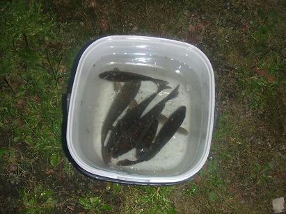 f0927111jpeg