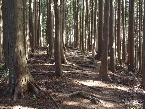 金剛山（千早本道・タカハタ谷ルート）