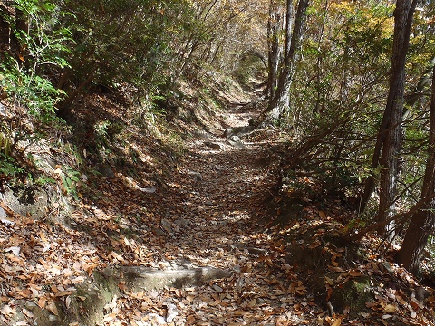 秋の岩湧山（カキザコ尾根・林道滝畑横谷線）登山