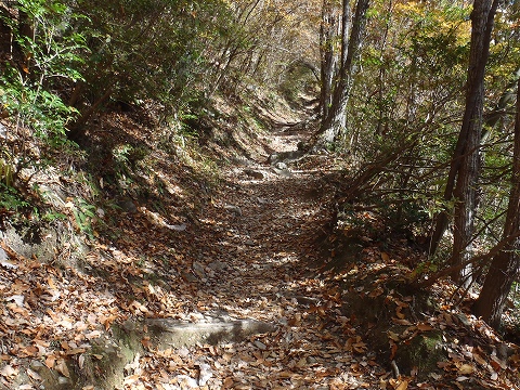 秋の岩湧山（カキザコ尾根・林道滝畑横谷線）登山