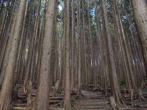 秋の岩湧山（カキザコ尾根・林道滝畑横谷線）登山