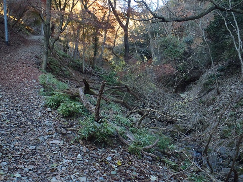 秋の妙見山（上杉尾根・沢沿いコース）登山