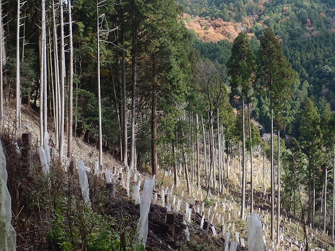 冬の貴船山（二ノ瀬駅から尾根経由）登山