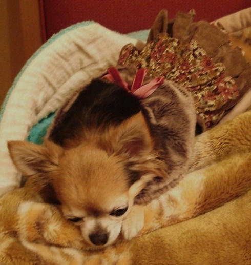 食べれなくなったハナ