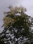 シマトネリコの白い花