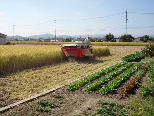 手前は自家菜園です
