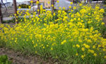 菜の花