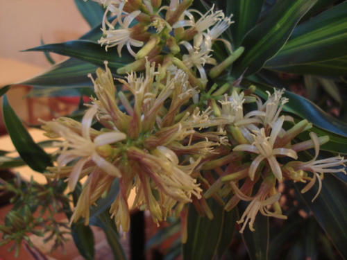 ドラセナの花