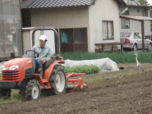 サギがついてくる