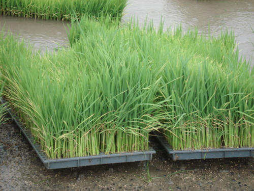 田植え機用の苗床