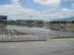 田植えの進行中
