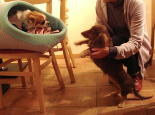 ピーチちゃんとウチのミニョン