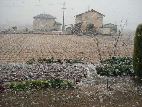 淡い雪は積もりません