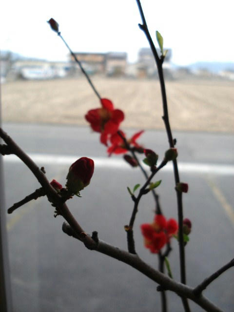 木瓜の花が咲きました