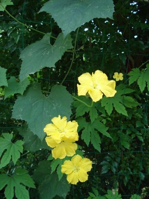 ヘチマは大きな葉で花も大きいです。