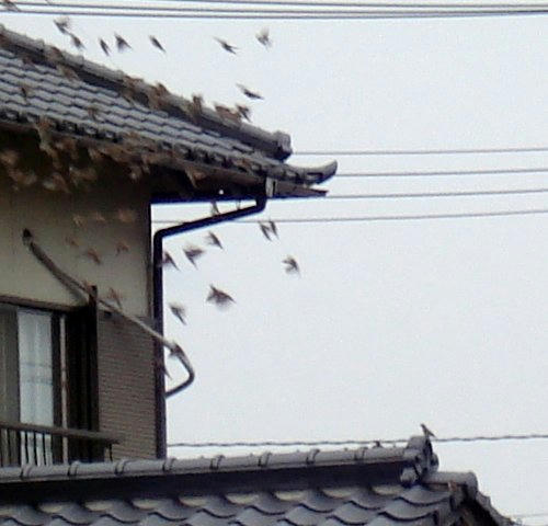 逃げ去る小鳥