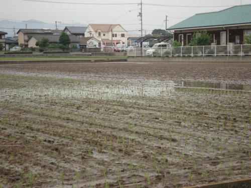 田植え終了の田とこれからの田