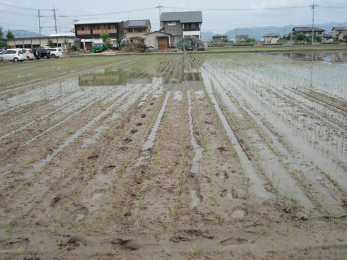 田植え終了