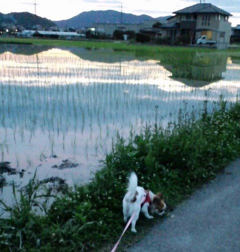 夕陽が水田に映って