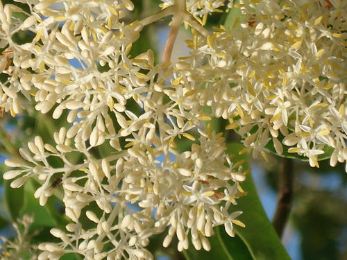 シマトネリコの花にきた蜂