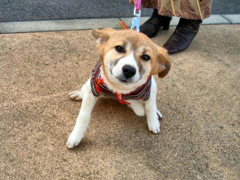 お外も大好き