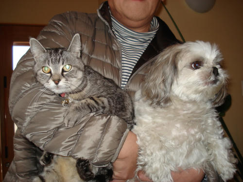マイちゃん（猫）とアミちゃん（犬）