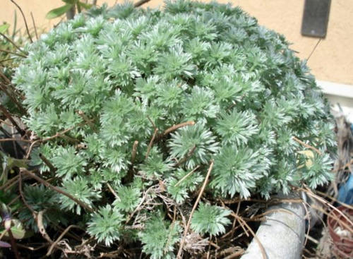 朝霧草