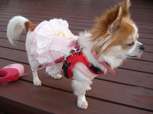 春服になりました