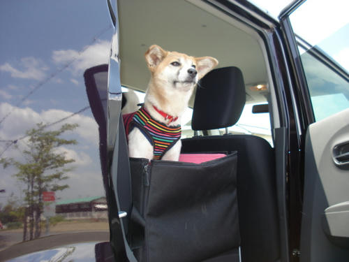 車中でお留守番のハッピーちゃん