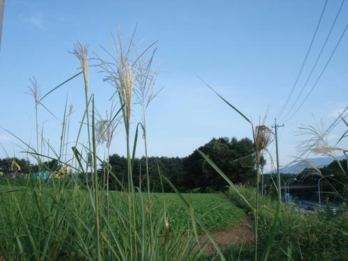 もうススキが