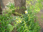 8suisen070508a_u1.jpg