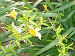 8suisen070508a_u2.jpg