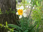 8suisen070508b_u1.jpg