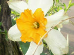 8suisen070508b_u2.jpg