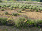 8rabenda070722c_u1.jpg