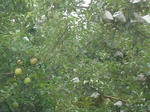 8ringo070817rf_u2.jpg