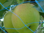8ringo070923e_u2.jpg