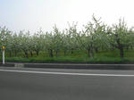 8ringo080504SANY0087u1.jpg