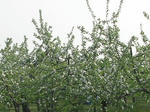 8ringo080504SANY0087u2.jpg