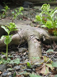20130322-2.jpg