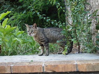 P6131507-2.jpg