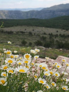 P6131559-2.jpg