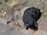 05-27_neko.jpg