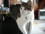 20085e.jpg