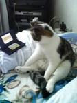nekoze1.jpg