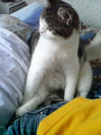 nekoze3.jpg