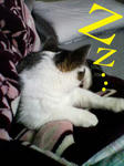20080525a.jpg