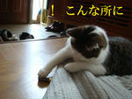 20080527a.jpg