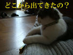 20080527d.jpg